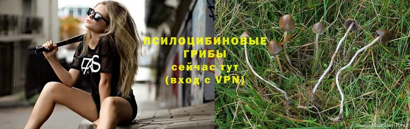 это официальный сайт  магазин    Шлиссельбург  Псилоцибиновые грибы Psilocybe 